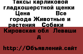 Таксы карликовой гладкошерстной щенки › Цена ­ 20 000 - Все города Животные и растения » Собаки   . Кировская обл.,Леваши д.